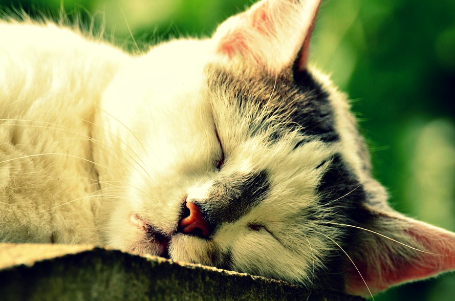 fait amusant sommeil matelas